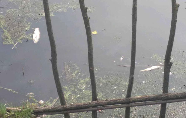 Вршац: Отров није потаманио пчеле и рибе